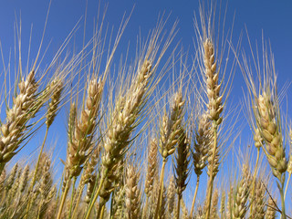 Wheat over the blue