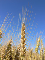 Ripe wheat