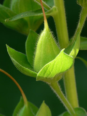 Unripe foxglove seeds - close-up