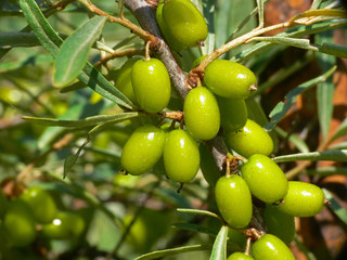 Branch with unripe sea buckthorn berries