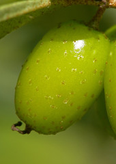 Single unripe sea-buckthorn berry. Macro