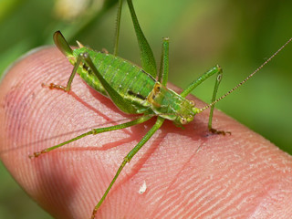 Green grasshopper sitting on the finger