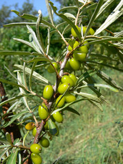 Sea buckthorn branch with unripe berries