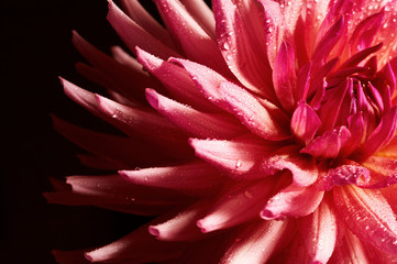 Closeup of red dahlia with water drops