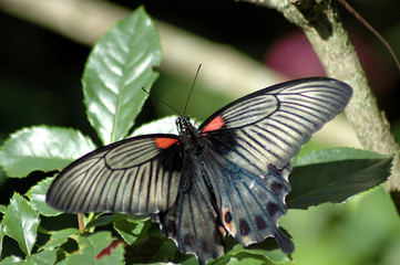 Butterfly on the leaf