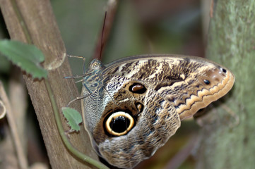 Butterfly on the tree