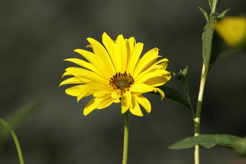 SONY DSC