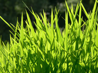 Emerald grass