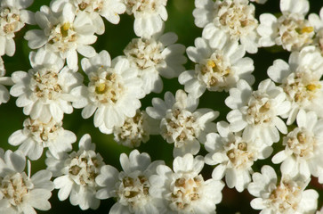 Milfoil close-up