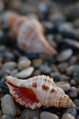 sea shell on beach