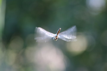 A dragonfly flying
