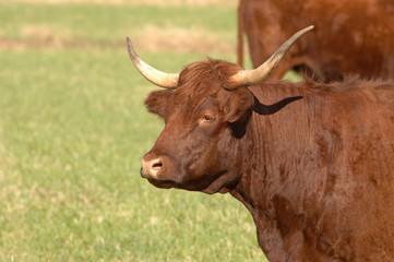 vache
