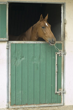 cheval dans box
