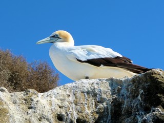 Tölpel am Cape Kidnappers