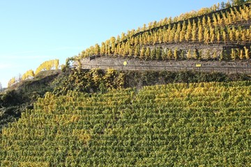Weinberge