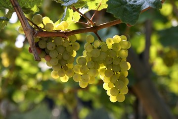 Weintrauben
