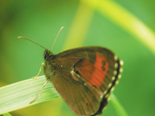 The butterfly sitting on a grass