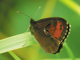 The butterfly sitting on a grass