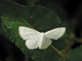 The butterfly sitting on a branch