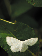 Fly! The butterfly sitting on a branch