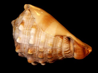Shell
