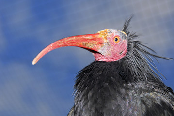 Ein netter Waldrapp