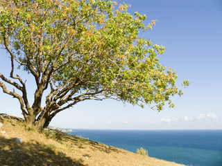Fototapeta na wymiar Pistachio drzewo