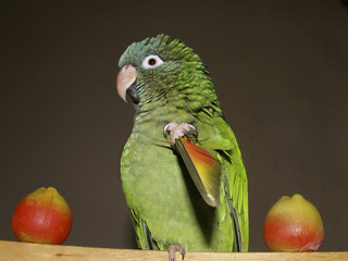 combinacion de colores