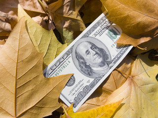 American dollars and autumn  leaves