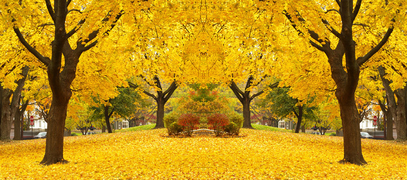 yellow maple leaves landscapes
