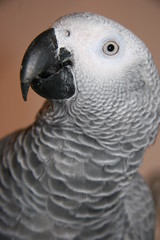 bird waiting for food