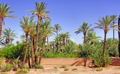 Morocco, Marrakech: palm trees