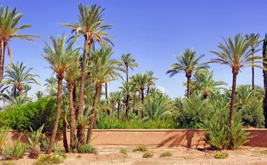 Crédence de cuisine en verre imprimé Palmier Maroc, Marrakech : palmiers