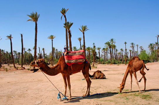 Morocco, Marrakech: palm trees and camel