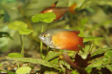 aquarium fish, Colisa lalius