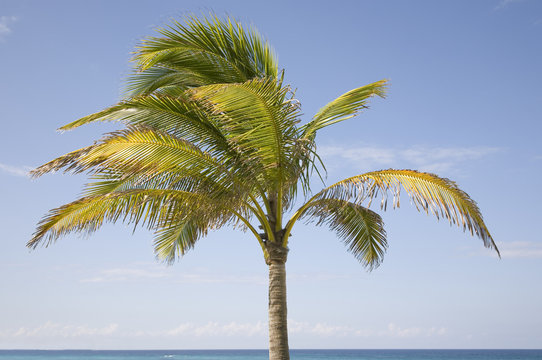 Isolated Palm Tree © Donald Swartz