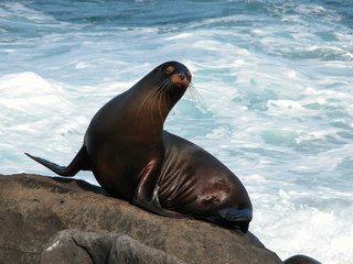 Obraz premium Seal on rock