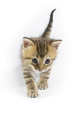 Fototapeta premium Kitten