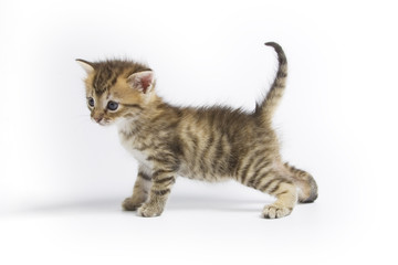 Kitten
