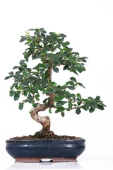 Fotobehang Bonsai bonsai 1