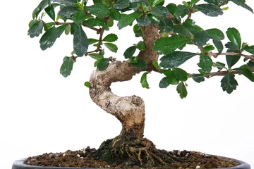 Deurstickers bonsai 2 © Photobeps