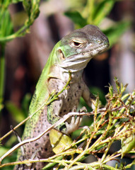 A Spiny-Tailed Iguana