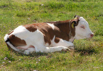 Cow 07
