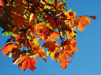 Autumn foliage on a background of the sky - 5109735