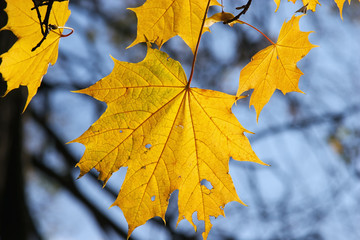 Autumn foliage on a background of the sky