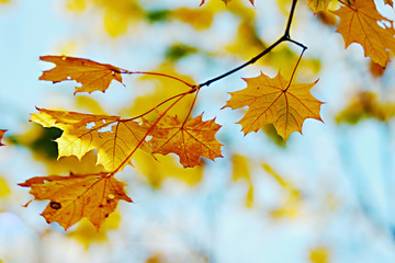 Autumn foliage on a background of the sky