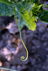 courgette