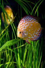 aquarium d'eau douce