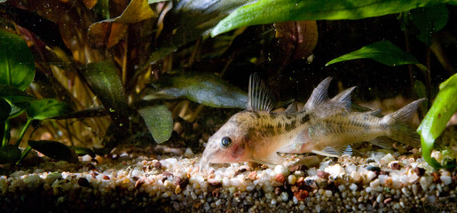 aquarium d'eau douce