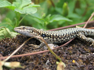 lézard sur un mur